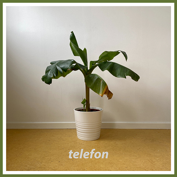 telefon Album Cover